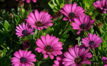 Jak zrobić własną pelerynę?