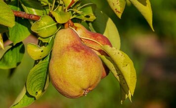 Jaka jest dobra odżywka do paznokci? Jaka jest dobra odżywka do paznokci?