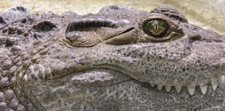 Ile jest krokodyli w Polsce?
