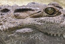 Jak długo może nie jeść krokodyl?