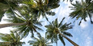 Jak przygotować włókno kokosowe do terrarium?