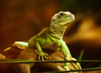 Jakie owoce może jeść agama?